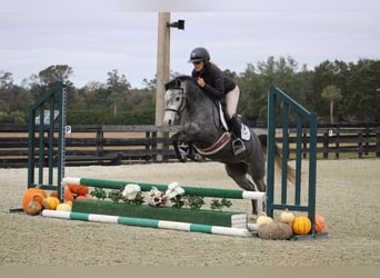 American Quarter Horse Mix, Klacz, 3 lat, 130 cm, Siwa jabłkowita