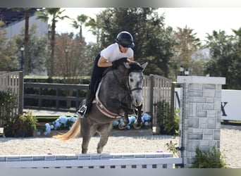 American Quarter Horse Mix, Klacz, 3 lat, 130 cm, Siwa jabłkowita