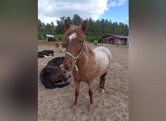 American Quarter Horse Mix, Klacz, 3 lat, 134 cm, Kasztanowatodereszowata