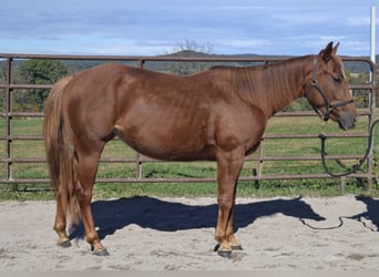 American Quarter Horse, Klacz, 3 lat, 137 cm, Cisawa