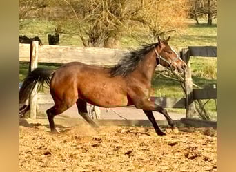 American Quarter Horse, Klacz, 3 lat, 140 cm, Gniada