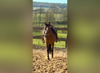 American Quarter Horse, Klacz, 3 lat, 140 cm, Gniada