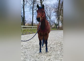 American Quarter Horse, Klacz, 3 lat, 140 cm, Gniada