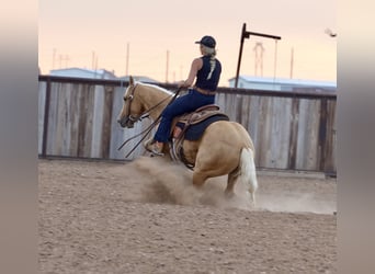 American Quarter Horse, Klacz, 3 lat, 140 cm, Izabelowata