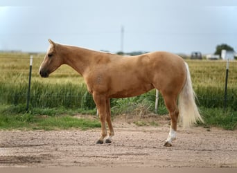 American Quarter Horse, Klacz, 3 lat, 140 cm, Izabelowata