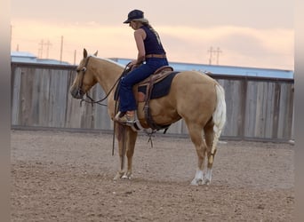 American Quarter Horse, Klacz, 3 lat, 140 cm, Izabelowata