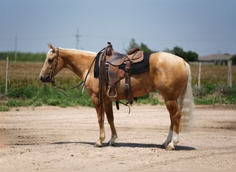 American Quarter Horse, Klacz, 3 lat, 140 cm, Izabelowata