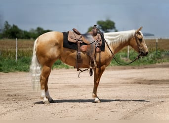 American Quarter Horse, Klacz, 3 lat, 140 cm, Izabelowata