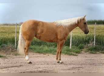 American Quarter Horse, Klacz, 3 lat, 140 cm, Izabelowata