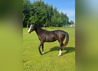 American Quarter Horse Mix, Klacz, 3 lat, 140 cm, Kara