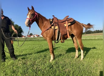 American Quarter Horse, Klacz, 3 lat, 140 cm, Kasztanowata