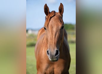 American Quarter Horse, Klacz, 3 lat, 142 cm, Cisawa