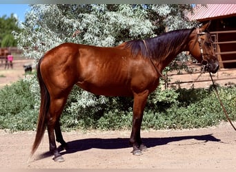 American Quarter Horse, Klacz, 3 lat, 142 cm, Gniada