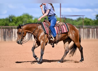 American Quarter Horse, Klacz, 3 lat, 142 cm, Gniada