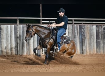 American Quarter Horse, Klacz, 3 lat, 142 cm, Gniada