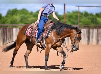 American Quarter Horse, Klacz, 3 lat, 142 cm, Gniada