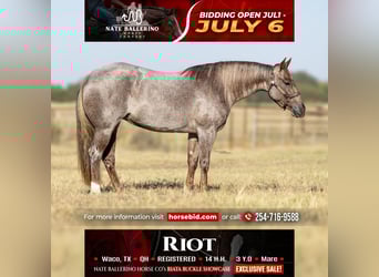 American Quarter Horse, Klacz, 3 lat, 142 cm, Kasztanowatodereszowata