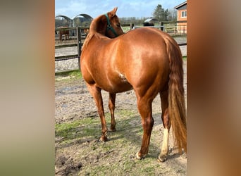 American Quarter Horse, Klacz, 3 lat, 144 cm, Kasztanowata