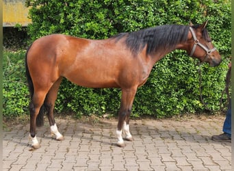 American Quarter Horse, Klacz, 3 lat, 145 cm, Gniada
