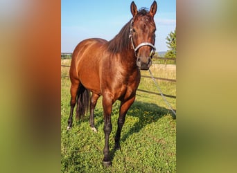 American Quarter Horse, Klacz, 3 lat, 145 cm, Gniada