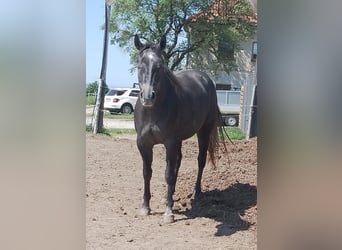 American Quarter Horse, Klacz, 3 lat, 145 cm, Siwa jabłkowita