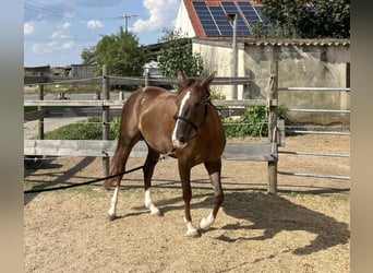 American Quarter Horse, Klacz, 3 lat, 146 cm, Ciemnokasztanowata