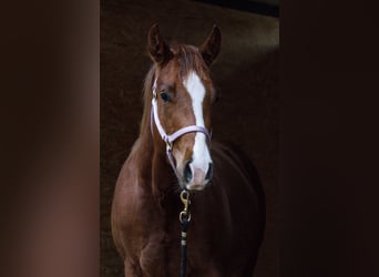 American Quarter Horse, Klacz, 3 lat, 146 cm, Ciemnokasztanowata