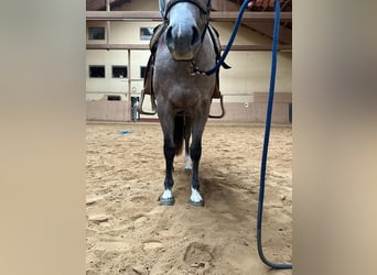 American Quarter Horse, Klacz, 3 lat, 146 cm, Siwa