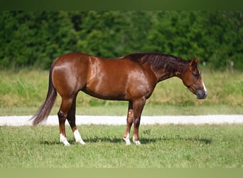 American Quarter Horse, Klacz, 3 lat, 147 cm, Cisawa