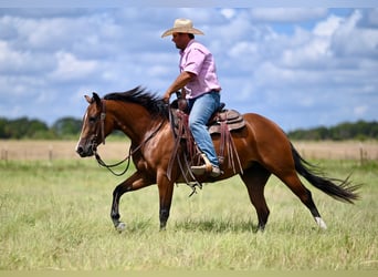 American Quarter Horse, Klacz, 3 lat, 147 cm, Gniada