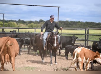 American Quarter Horse, Klacz, 3 lat, 147 cm, Gniada