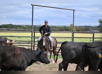 American Quarter Horse, Klacz, 3 lat, 147 cm, Gniada