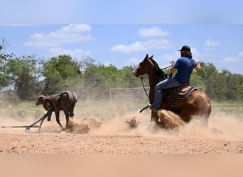 American Quarter Horse, Klacz, 3 lat, 147 cm, Gniada