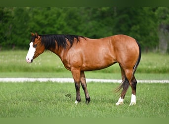 American Quarter Horse, Klacz, 3 lat, 147 cm, Gniada