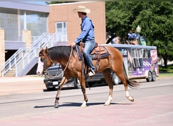 American Quarter Horse, Klacz, 3 lat, 147 cm, Gniada