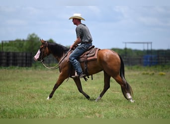 American Quarter Horse, Klacz, 3 lat, 147 cm, Gniada