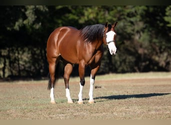 American Quarter Horse, Klacz, 3 lat, 147 cm, Gniada