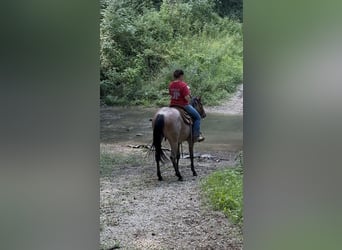 American Quarter Horse, Klacz, 3 lat, 147 cm, Gniadodereszowata
