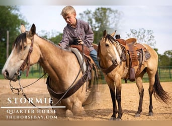 American Quarter Horse, Klacz, 3 lat, 147 cm, Jelenia