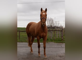 American Quarter Horse, Klacz, 3 lat, 147 cm, Kasztanowata