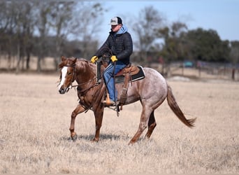 American Quarter Horse, Klacz, 3 lat, 147 cm, Kasztanowatodereszowata