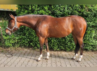 American Quarter Horse, Klacz, 3 lat, 148 cm, Gniada