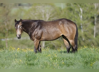 American Quarter Horse, Klacz, 3 lat, 148 cm, Jelenia
