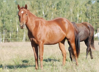 American Quarter Horse, Klacz, 3 lat, 148 cm, Kasztanowata