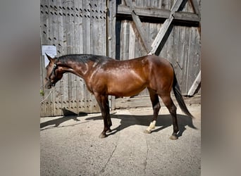 American Quarter Horse, Klacz, 3 lat, 148 cm