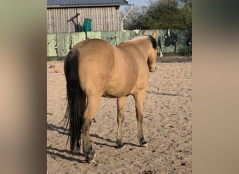 American Quarter Horse, Klacz, 3 lat, 149 cm, Jelenia