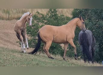American Quarter Horse, Klacz, 3 lat, 149 cm, Jelenia