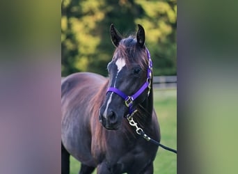 American Quarter Horse, Klacz, 3 lat, 149 cm, Kara