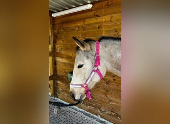 American Quarter Horse, Klacz, 3 lat, 150 cm, Bułana
