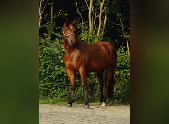 American Quarter Horse, Klacz, 3 lat, 150 cm, Ciemnogniada